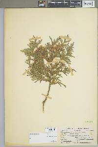 Thuja occidentalis image