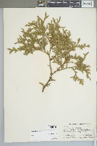 Thuja occidentalis image