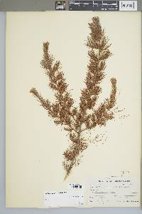 Larix laricina image