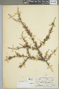 Larix laricina image