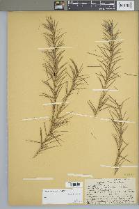 Larix laricina image