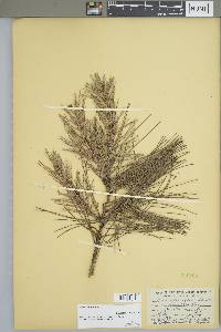 Pinus echinata image