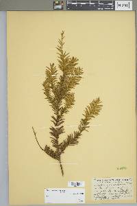 Taxus canadensis image