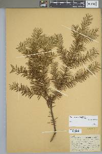 Taxus canadensis image