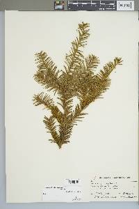 Taxus canadensis image