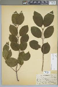 Viburnum lentago image