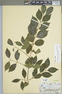 Viburnum lentago image