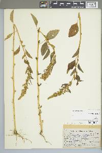 Amaranthus hybridus image