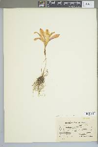 Zephyranthes atamasca image