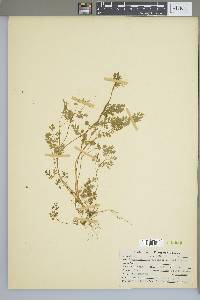 Chaerophyllum procumbens image