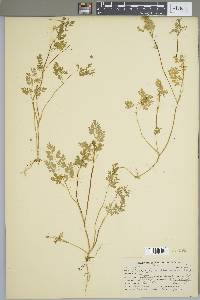 Chaerophyllum procumbens image