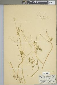 Chaerophyllum procumbens image