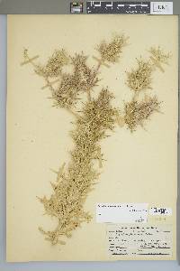 Eryngium leavenworthii image