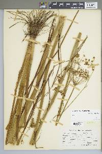 Oxypolis filiformis image