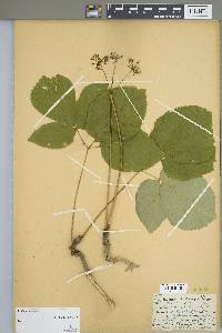 Aralia nudicaulis image