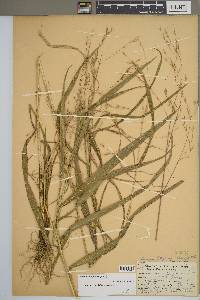 Bromus latiglumis image