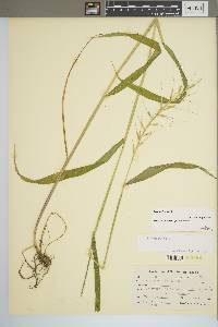 Elymus hystrix image