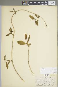 Lonicera dioica image