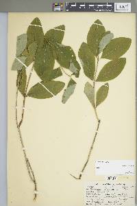 Lonicera dioica image