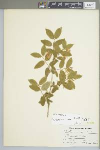 Lonicera morrowii image