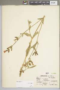 Silene latifolia image