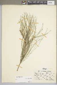 Casuarina equisetifolia image