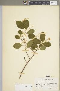 Celastrus scandens image