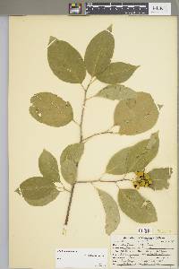 Celastrus scandens image