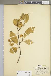 Celastrus scandens image