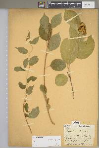 Celastrus scandens image