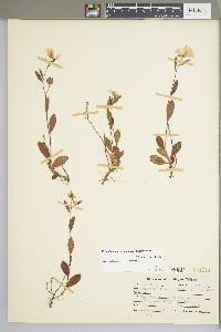 Helianthemum carolinianum image