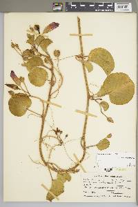 Ipomoea pes-caprae image