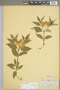 Cornus racemosa image