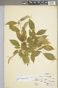 Cornus racemosa image