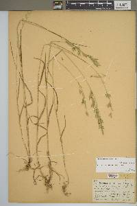 Bromus commutatus image