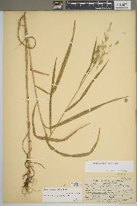 Bromus latiglumis image