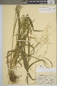 Bromus nottowayanus image