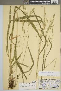 Bromus pubescens image