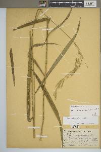 Bromus pubescens image