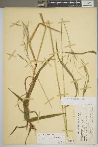 Bromus pubescens image