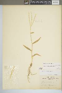 Digitaria ciliaris image