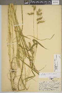 Echinochloa muricata var. muricata image