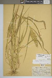 Echinochloa muricata var. muricata image