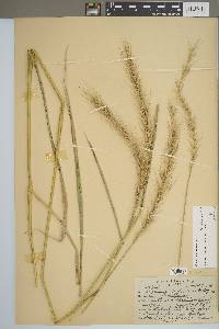 Elymus riparius image