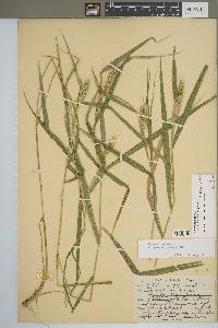 Elymus virginicus var. jejunus image