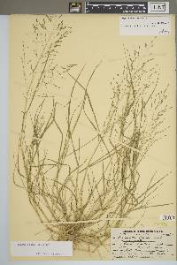 Eragrostis pilosa image