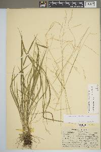 Festuca subverticillata image