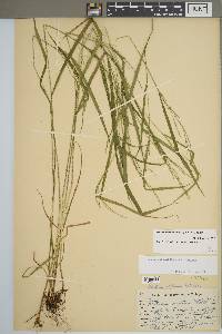 Festuca subverticillata image