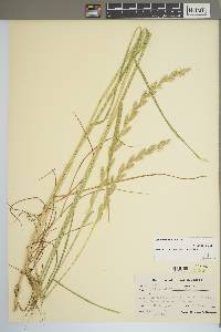 Lolium perenne subsp. multiflorum image