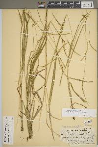 Paspalum setaceum var. muhlenbergii image